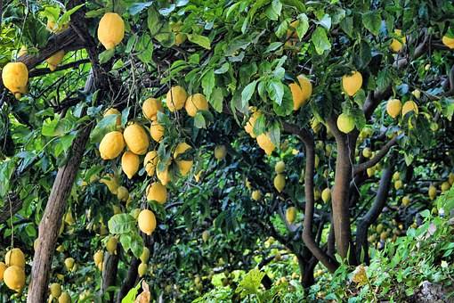 citronnier arbre agrume pépinière valbray