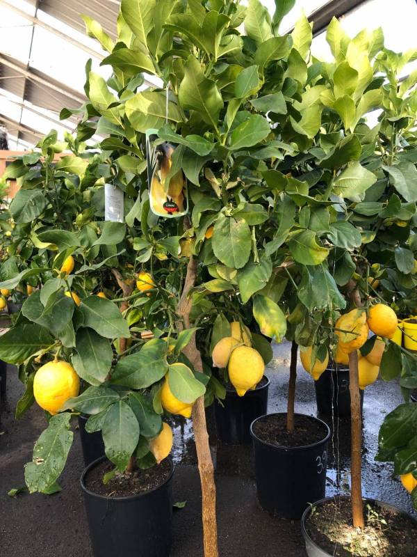 citronniers des quatre saisons à la pépinière valbray