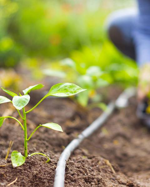 Planification pour une nouvelle saison : Conseils clés du jardinier