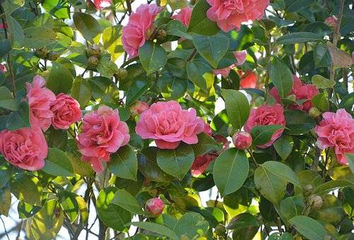 camélia rose arbre à la pépinière 