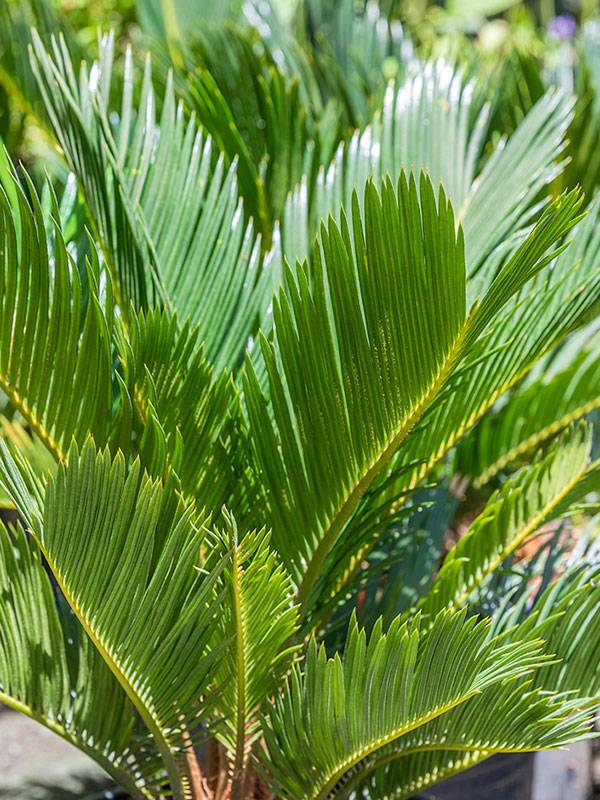 Transformez votre jardin : sublimez votre espace extérieur avec les cycas