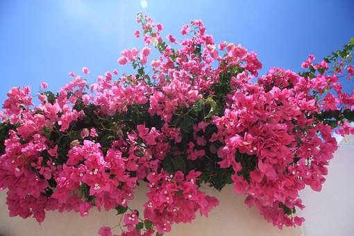 bougainvilliers 