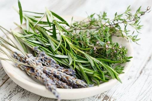 les plantes aromatiques pour la cuisine à la pépinière valbray à ollioules