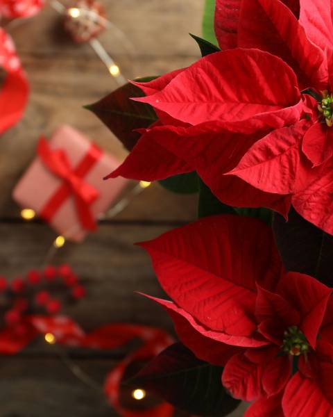 Comment décorer vos repas de noël avec des plantes ?