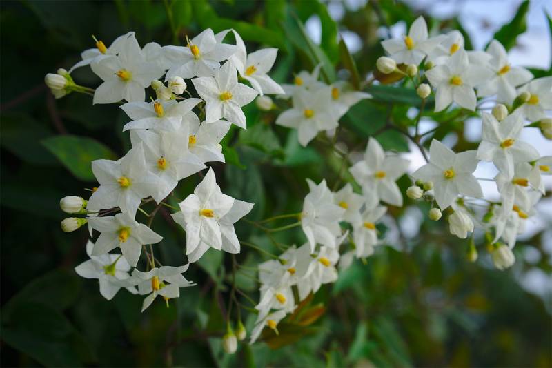 Plantes grimpantes : transformez vos murs et pergolas en oasis de verdure