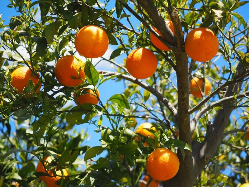 arbre oranger planté en pleine terre