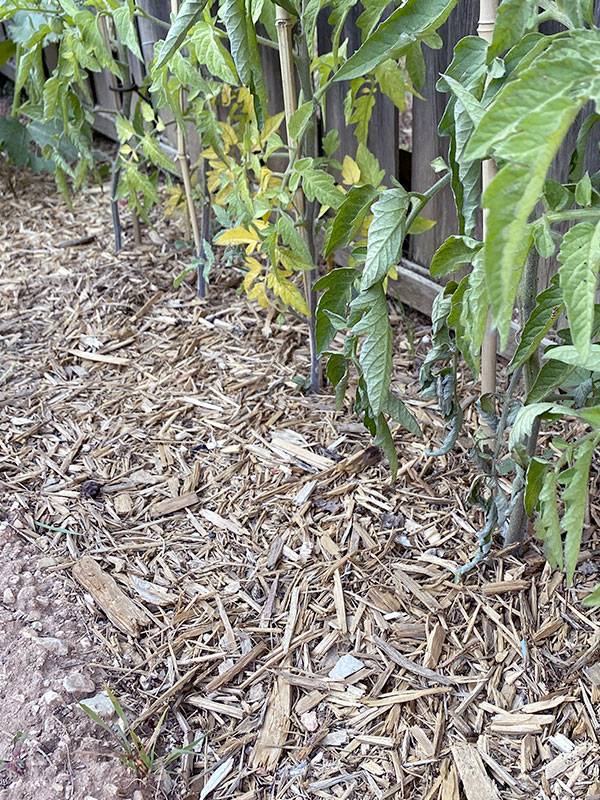 Préparer votre jardin pour les chaudes journées d'été : paillage et protection solaire