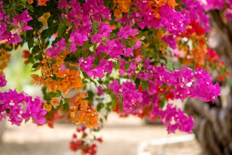 Conseil du jardinier : les plantes méditerranéennes, parfaites pour l'été
