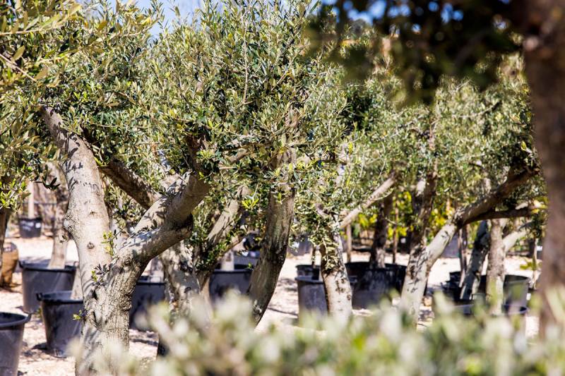 Conseil du jardinier : les plantes méditerranéennes, parfaites pour l'été