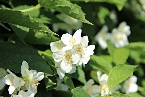 seringat en fleur à la pépinière valbray à ollioules